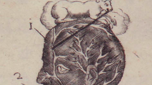 Pubblicazione della &quot;Biblioteca anatomica&quot;